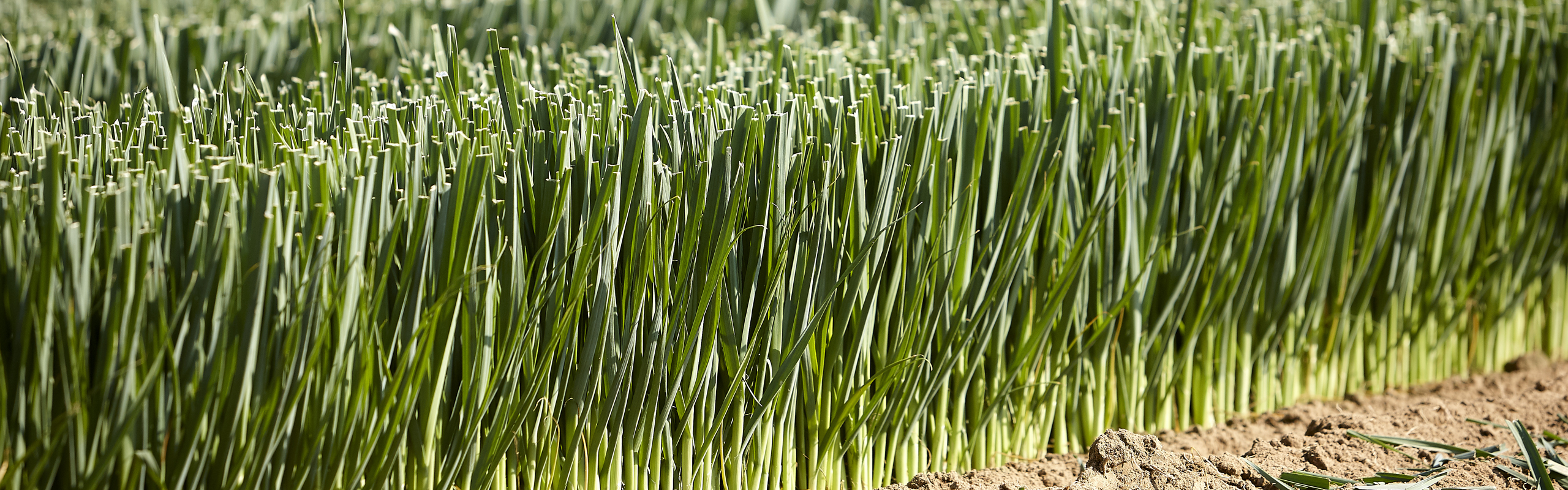 beurswand-lenders-foto-achtergrond